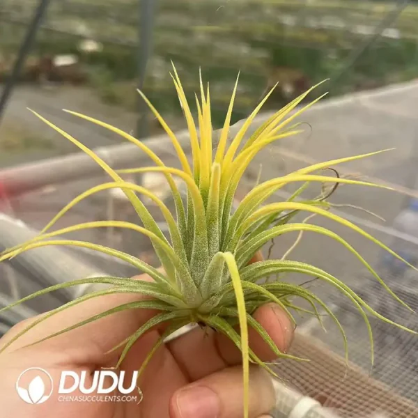 1756123060-1742197520-e201.webp Tillandsia Ionantha 'Druid' - Image 1