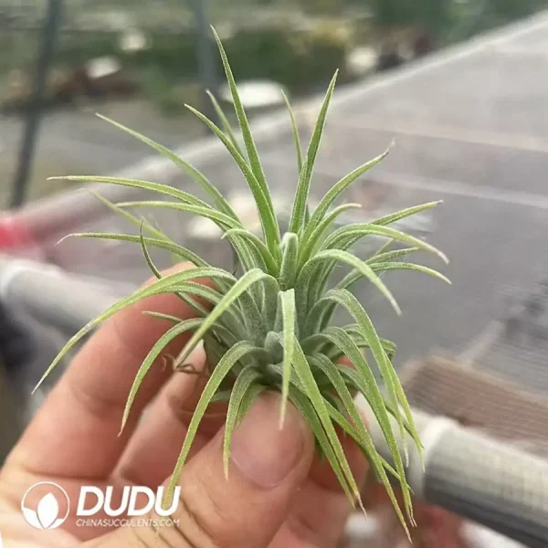 Tillandsia Ionantha 'Green' - Image 1