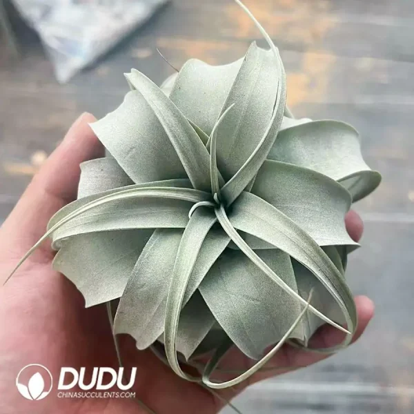 Tillandsia Small Xerographica - Image 1