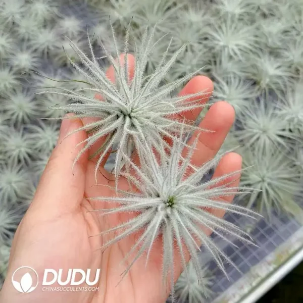 Tillandsia Balsasensis - Image 1