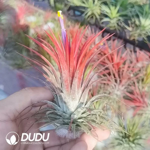 1756123066-1742197533-e201.webp Tillandsia ionantha v.stricta - Image 1