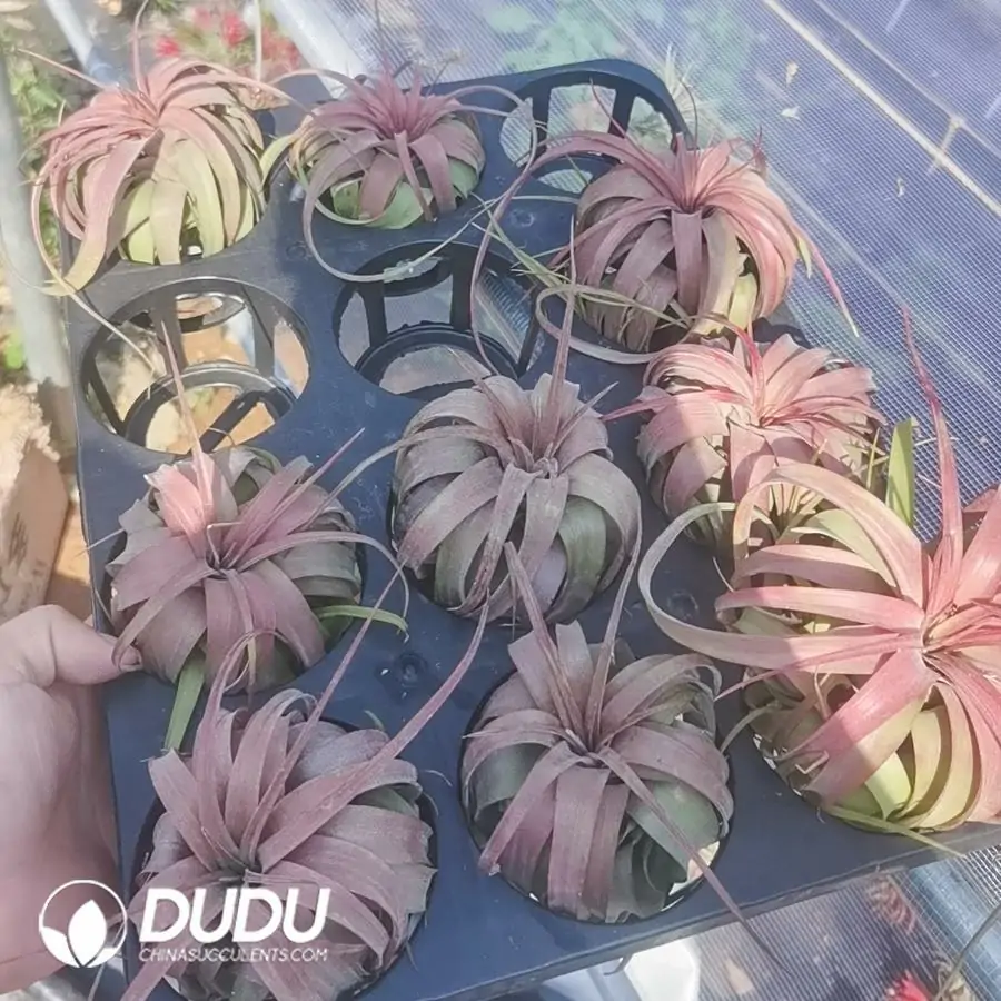 1756123067-1742197535-e201.webp Tillandsia Eric Knobloch - Image 1