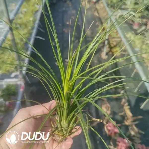 Tillandsia Tricolor - Image 1