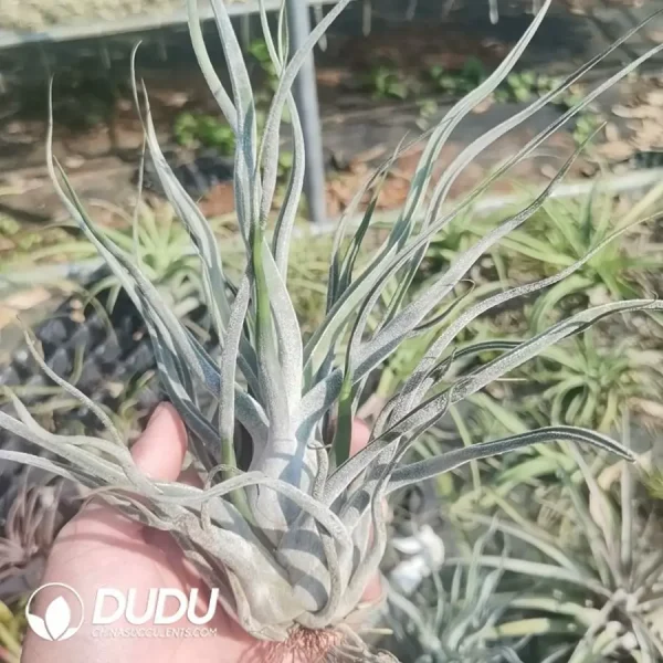 Tillandsia Ehlersiana - Image 1