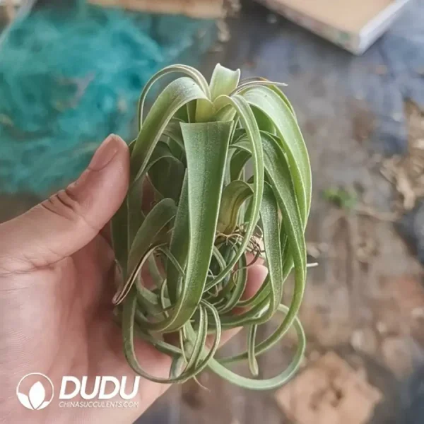 Tillandsia.CurlySlim - Image 1