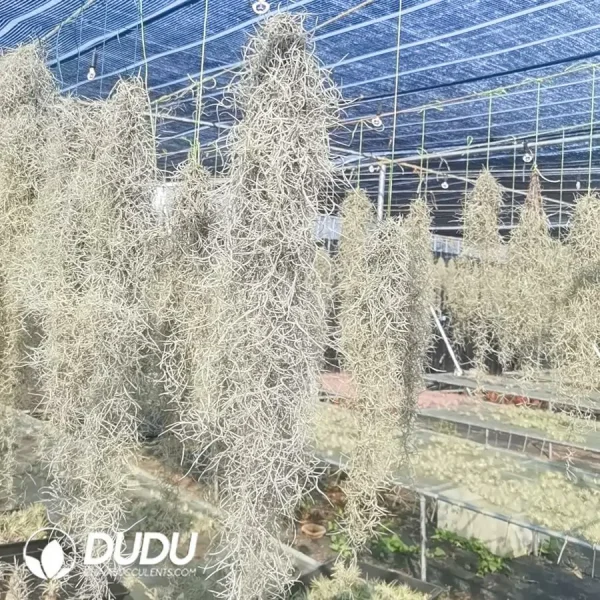 Tillandsia usneoides - Image 1