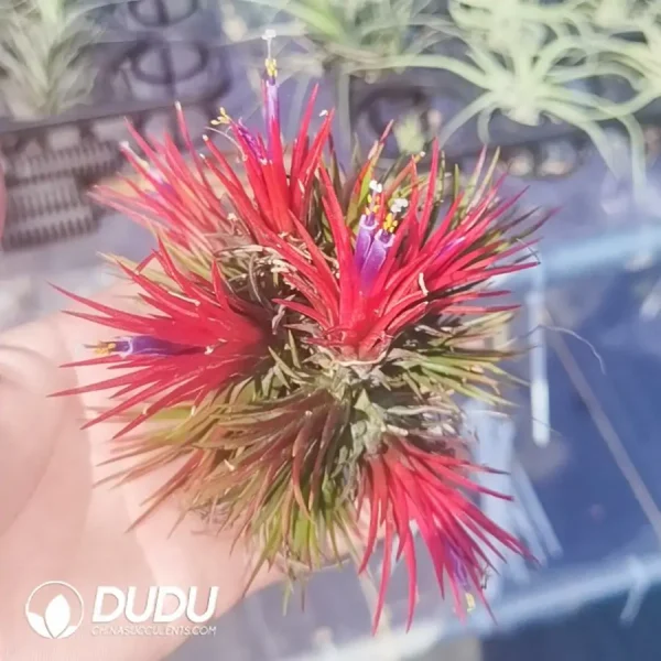 (Scattered)Tillandsia ionantha Fuego Clustering - Image 1