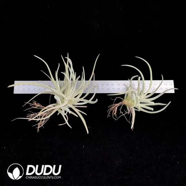 Tillandsia Glabrior (Small) - Image 1