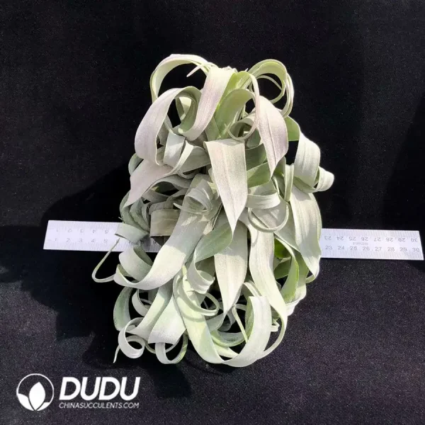 Tillandsia streptophylla (Large) - Image 1