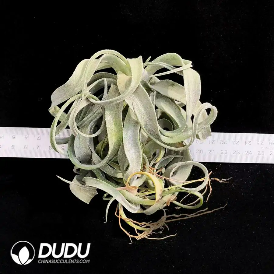 1756123078-1742197559-e201.webp Tillandsia streptophylla (Middle) - Image 1