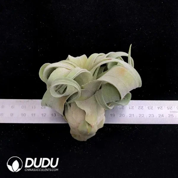 (Pup)Tillandsia streptophylla (lateral bud) - Image 1