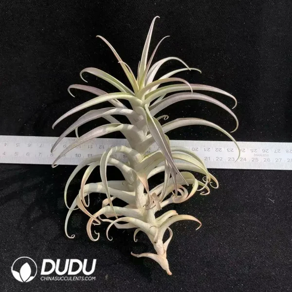 Tillandsia Cauligera - Image 1