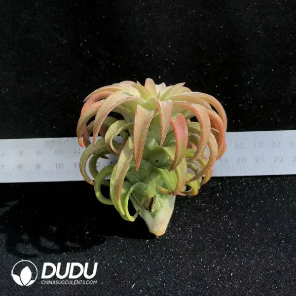 Tillandsia Vanhyningii Jumbo - Image 1