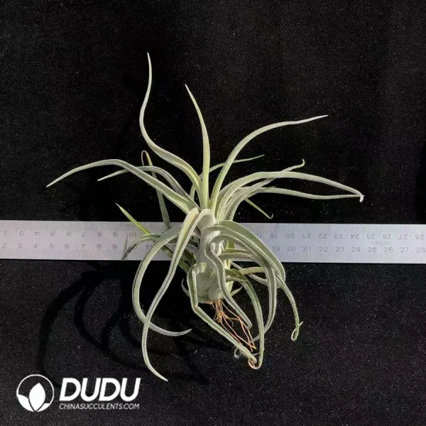 Tillandsia Sitting Pretty - Image 1