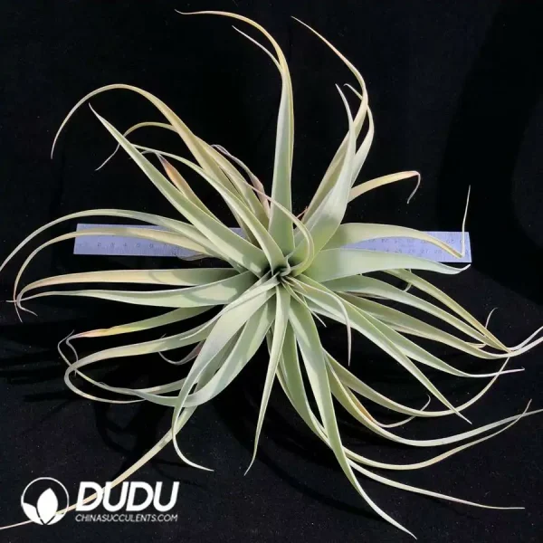 Tillandsia Betty - Image 1