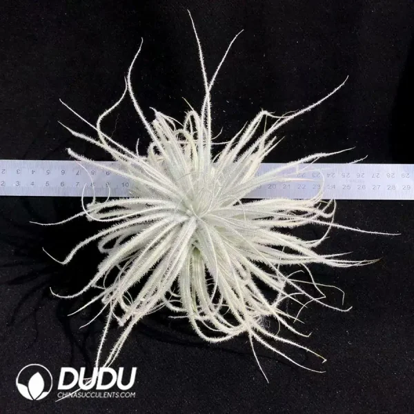 Tillandsia Tectorum (Large) - Image 1