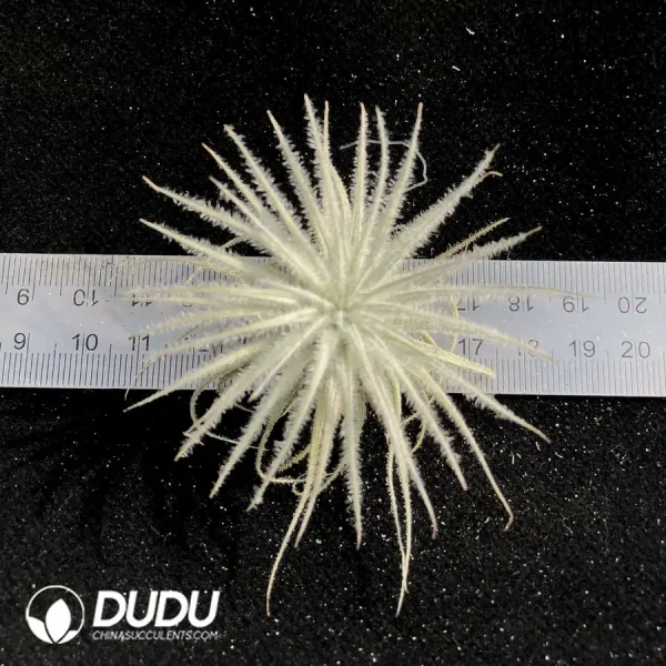 Tillandsia Tectorum (Small) - Image 1