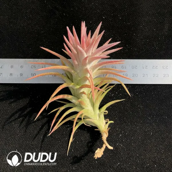 Tillandsia VanHyningii (Small) - Image 1