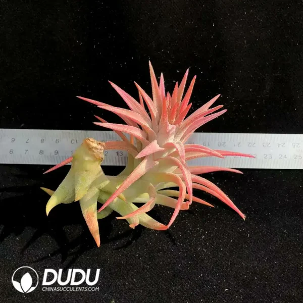 Tillandsia VanHyningii (Middle) - Image 1