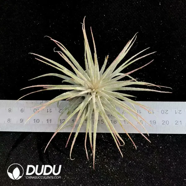 1756123100-1742197591-e201.webp Tillandsia Zebra Elf - Image 1