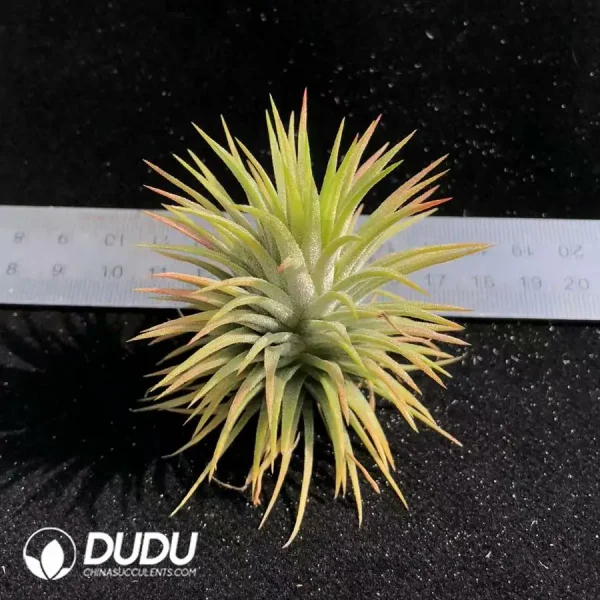 Tillandsia pleiades - Image 1