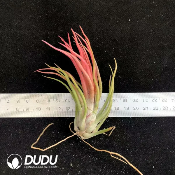 Tillandsia Octopus Elf - Image 1