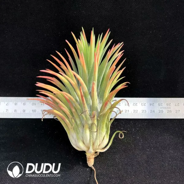 Tillandsia Guatemala Ionantha - Image 1