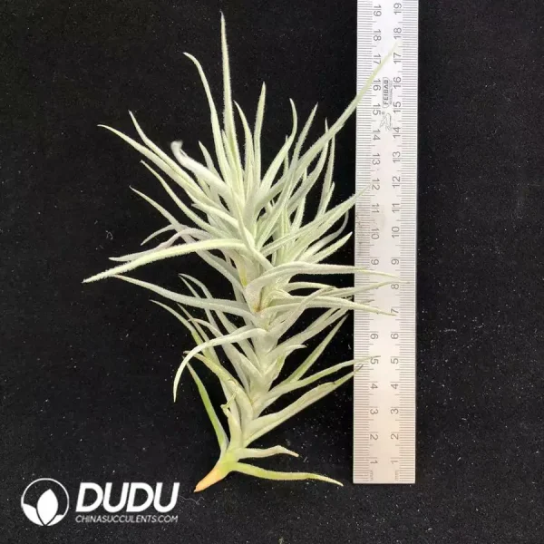 Tillandsia Paleacea (Large) - Image 1