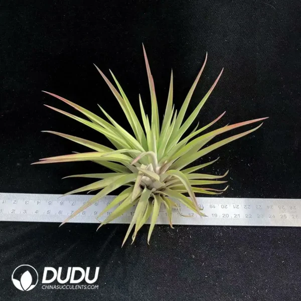 Tillandsia ionantha Tall Velvet - Image 1