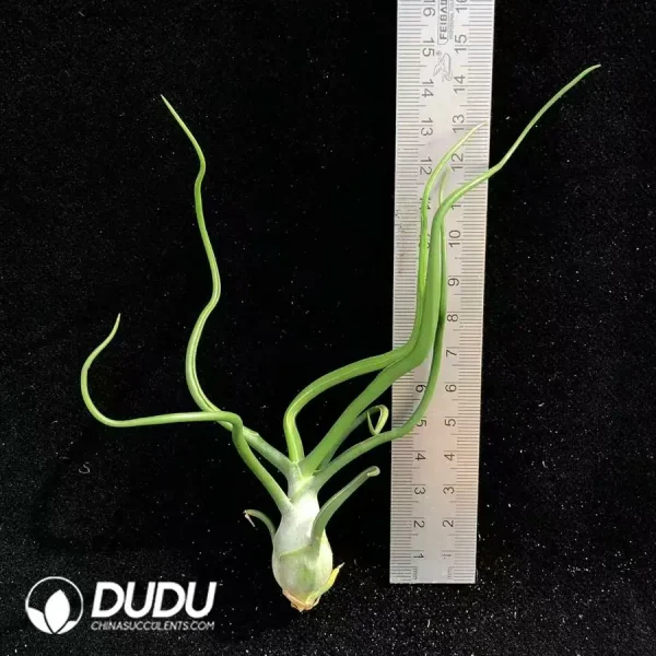 Tillandsia Bulbosa - Image 1