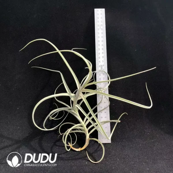 1756123119-1742197618-e201.webp Tillandsia Wonga - Image 1