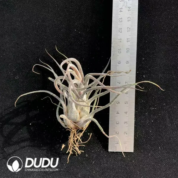 Tillandsia Pruinosa - Image 1