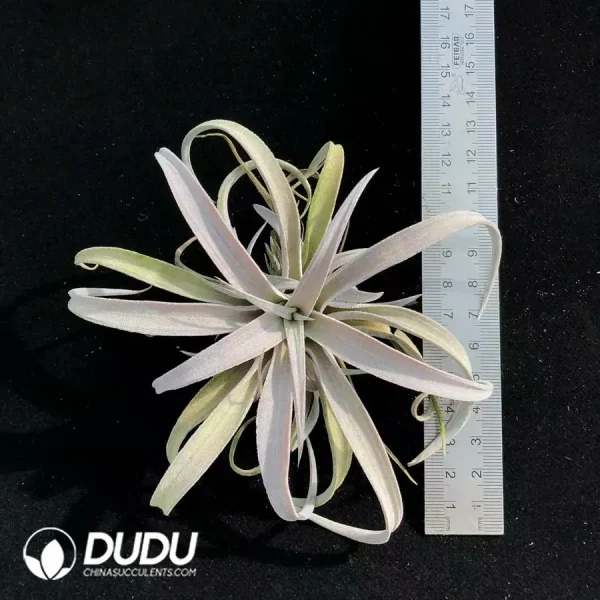 Tillandsia Chiapensis - Image 1