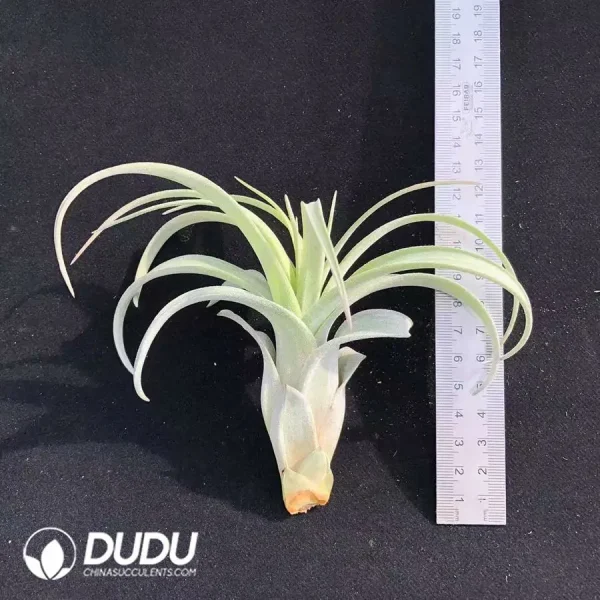 1756123123-1742197626-e201.webp Tillandsia Eric Knobloch - Image 1