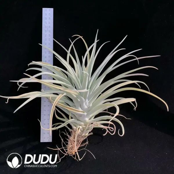 Tillandsia-Harrisii - Image 1