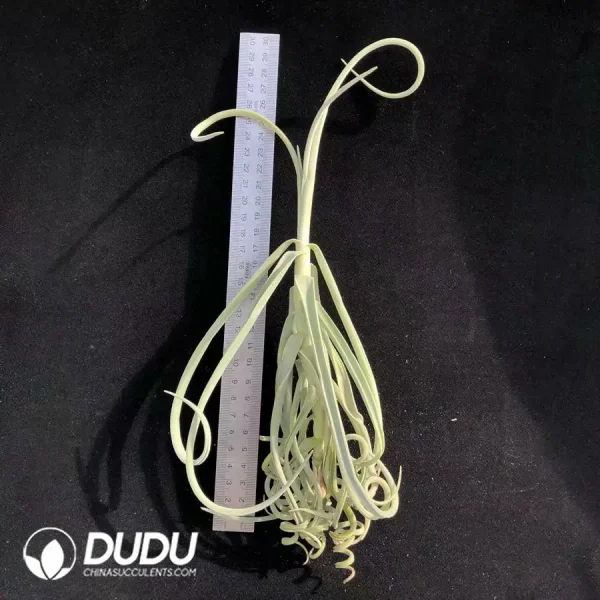 Tillandsia Duratii Big-Size - Image 1