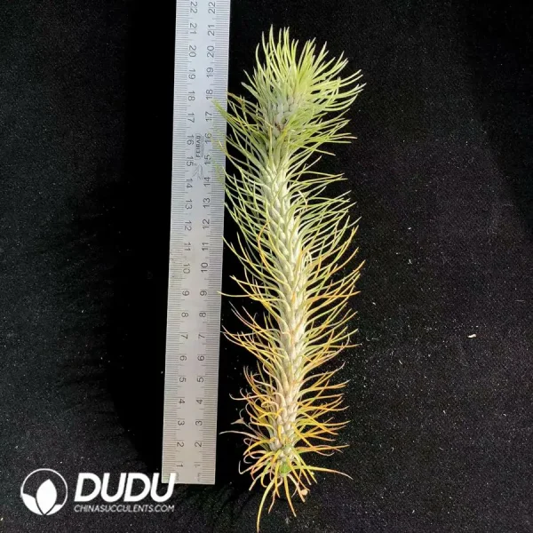 Tillandsia funckiana var. recurvifolia - Image 1