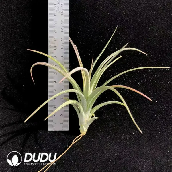Tillandsia Baileyi Ionantha - Image 1