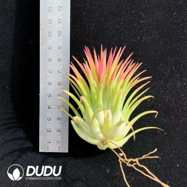 Tillandsia Ionantha Guatemala Mid-Size - Image 1