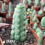 Cactus-Eulychnia castanea