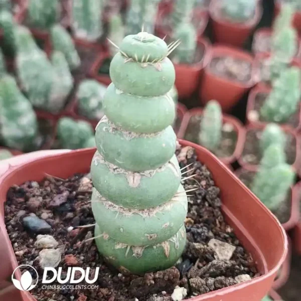 1756123131-1742282587-e-2.webp Cactus-Eulychnia castanea - Image 2