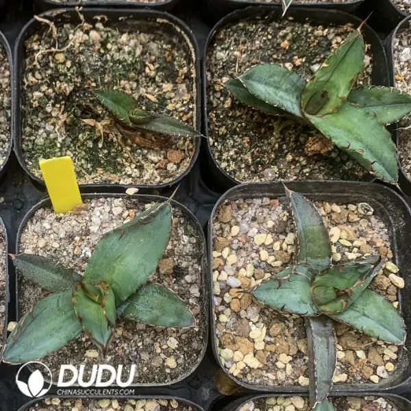 1756123135-1742365816-e201.webp Agave Blue Whale Terminal Bud - Image 1