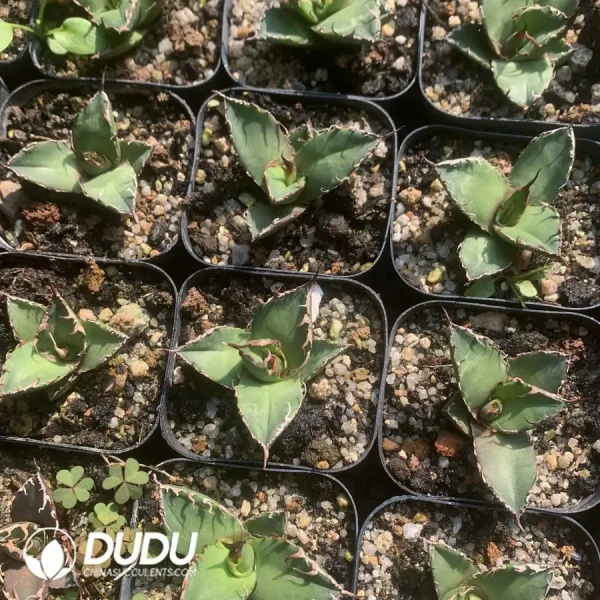 1756123137-1742365818-e201.webp Agave Caesar Terminal Bud - Image 1