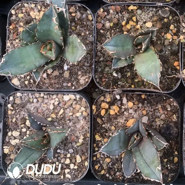 1756123138-1742365821-e201.webp Agave White Whale Terminal Bud - Image 1