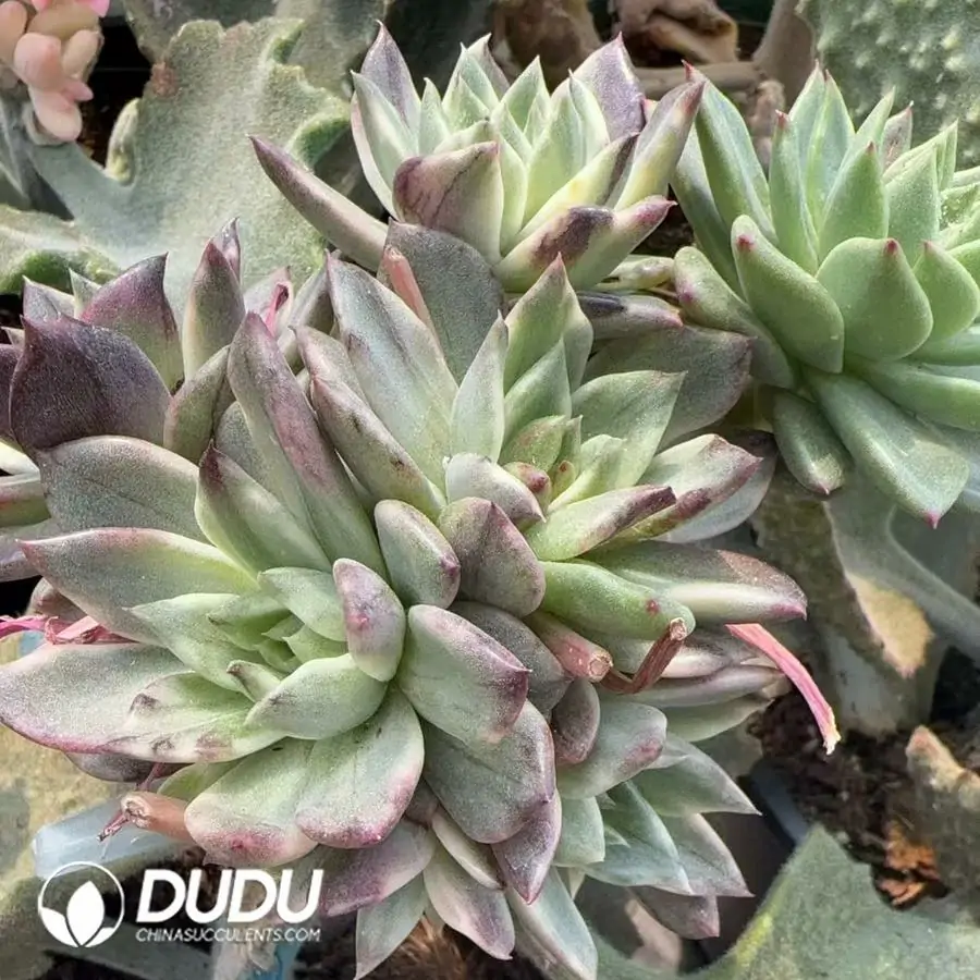 1756123147-1742366132-e201.webp Echeveria Black Crystal Hybrid Variegated (7 heads) - Image 1