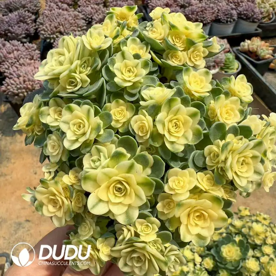 1756123153-1742366146-e201.webp Aeonium Rose Variegated Clustering - Image 1