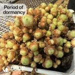 Aeonium Rose Variegated Clustering - Image 2