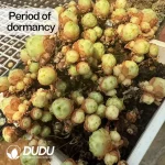 Aeonium Rose Variegated Clustering - Image 3