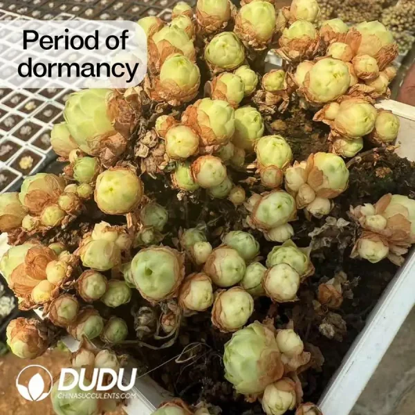 Aeonium Rose Variegated Clustering - Image 3