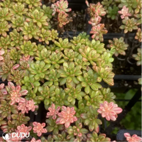1756123157-1-2856.webp Aeonium Sedifolius Clustering - Image 1